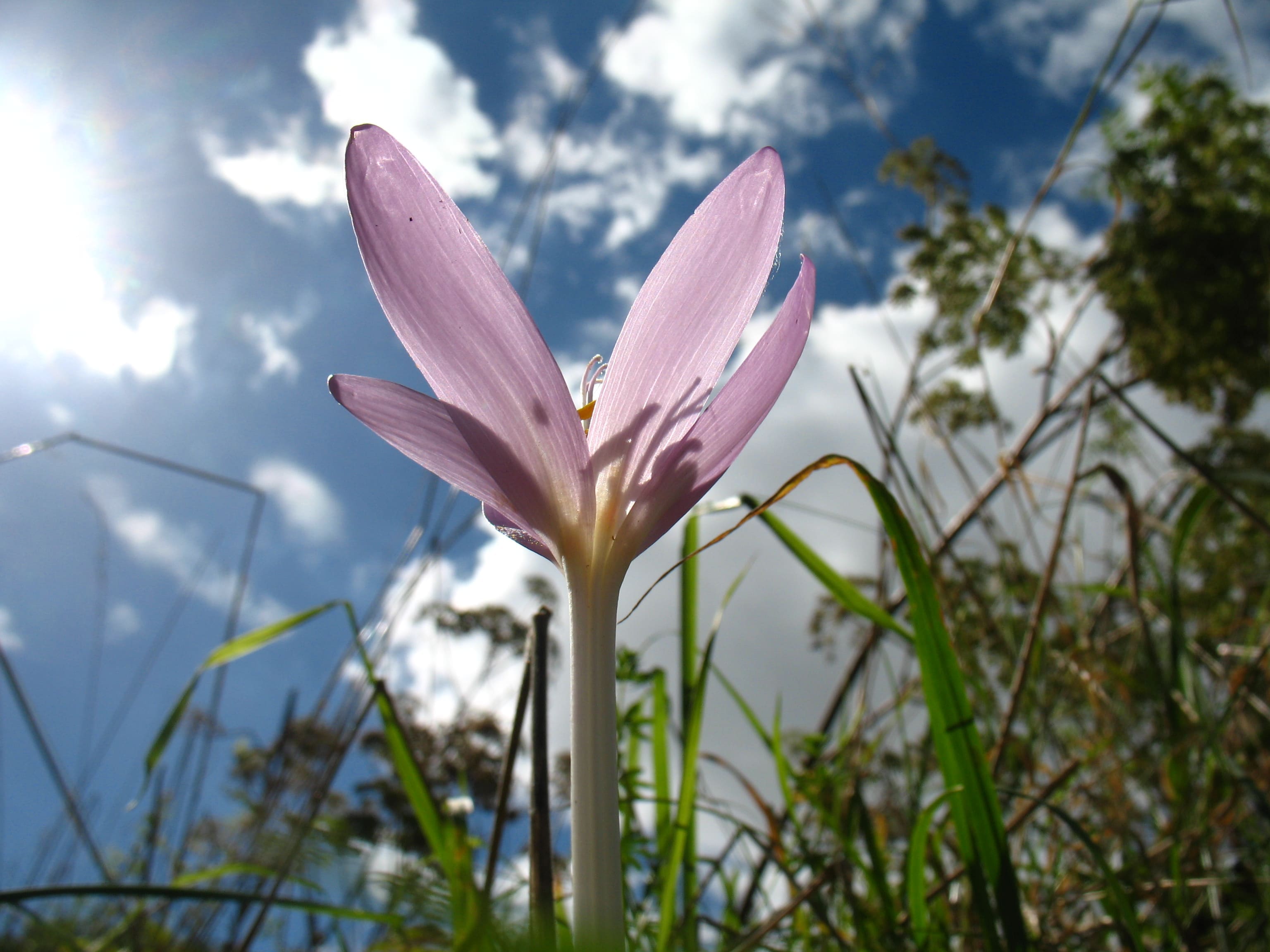 Colchicum_autumnale