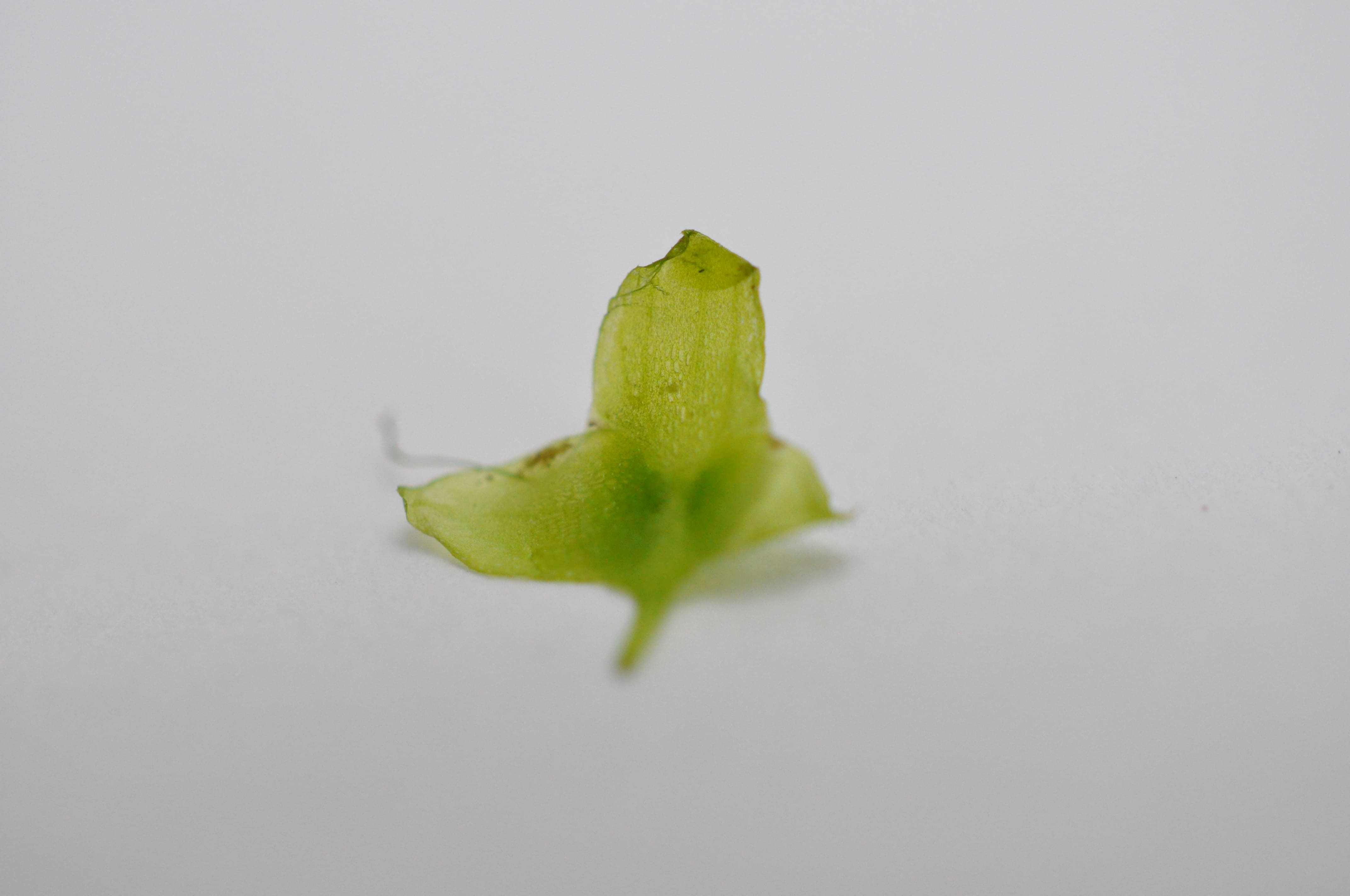 Lemna trisulca